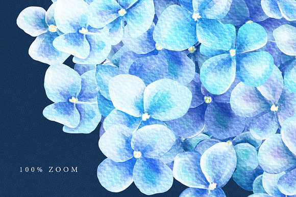 Watercolor Hydrangea in Illustrations - product preview 3