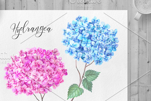 Watercolor Hydrangea in Illustrations - product preview 4