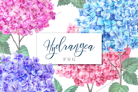 Watercolor Hydrangea in Illustrations - product preview 5