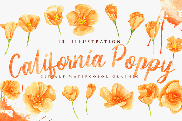 California Poppy Flower Watercolor