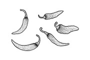 Peppers sketch engraving vecto