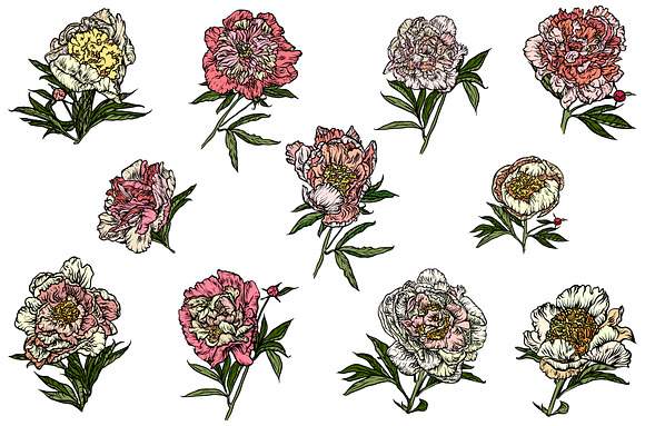 A set of peonies. in Illustrations - product preview 16