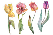 Assorted tulip bouquet Watercolor