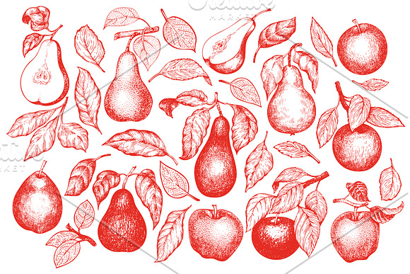 Apple & Pear Vector Collection in Illustrations - product preview 1