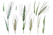 Spike of wheat Watercolor png