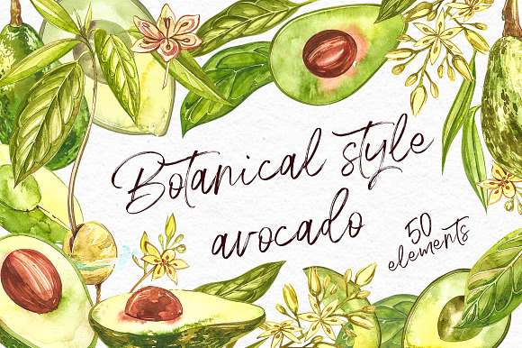 Avocado in botanical style in Illustrations - product preview 9