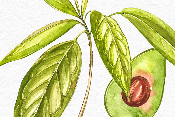 Avocado in botanical style in Illustrations - product preview 11