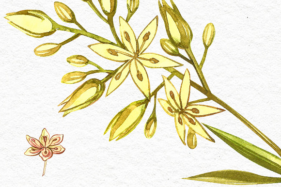Avocado in botanical style in Illustrations - product preview 12