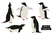 Adélie penguins Vector illustrations