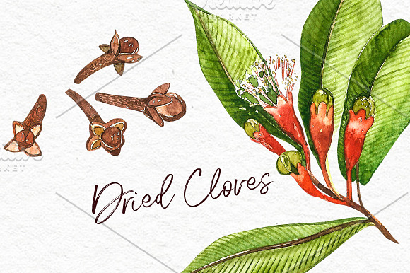 Star anise, Cinnamon, Cardamon in Illustrations - product preview 2
