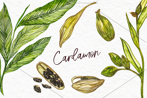 Star anise, Cinnamon, Cardamon in Illustrations - product preview 3