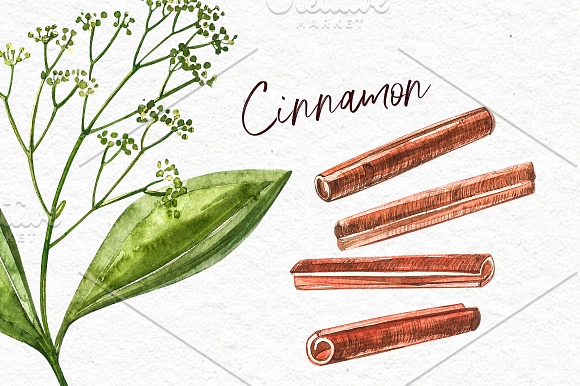 Star anise, Cinnamon, Cardamon in Illustrations - product preview 4