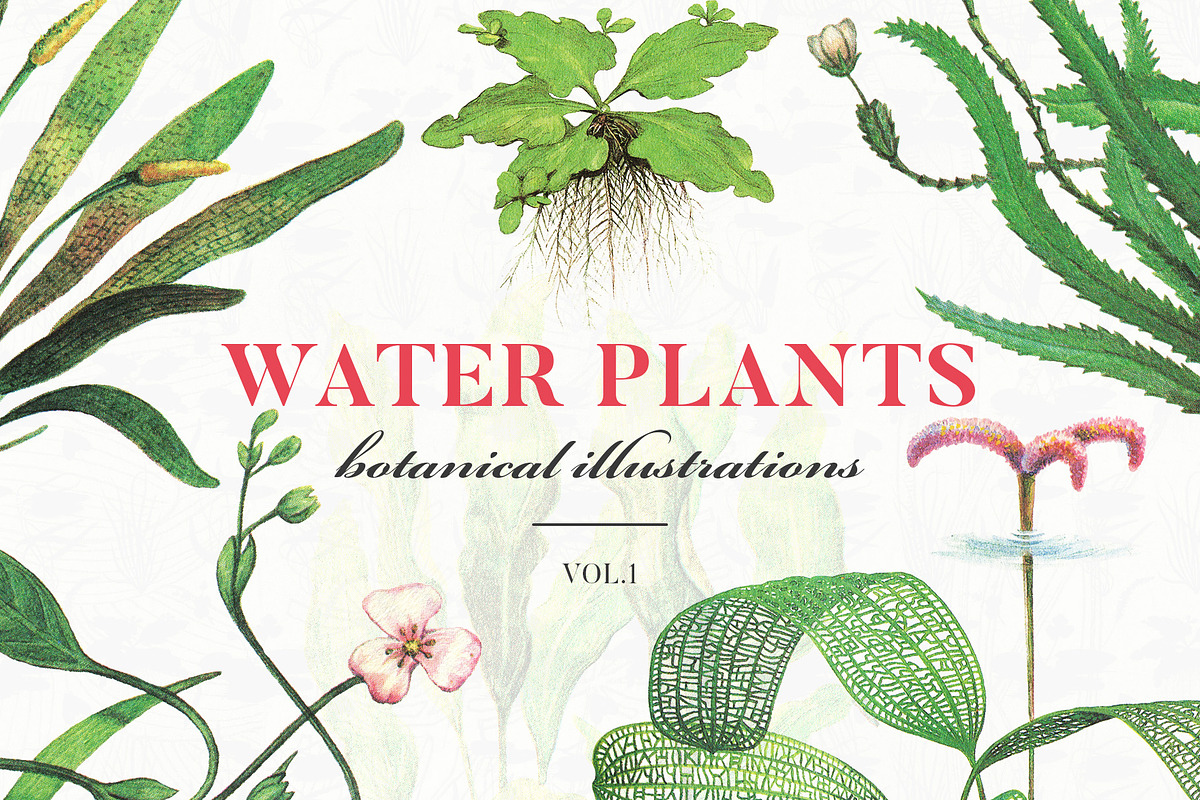 Water Plants Vol.1 30% OFF in Objects - product preview 8