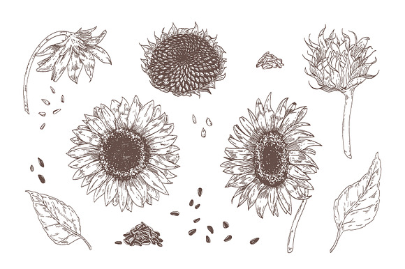 Sunflower set and seamless in Illustrations - product preview 3