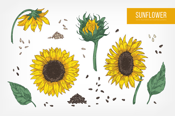 Sunflower set and seamless in Illustrations - product preview 4
