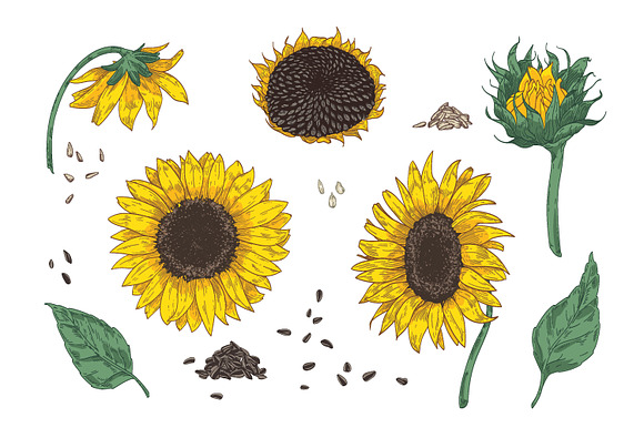 Sunflower set and seamless in Illustrations - product preview 5