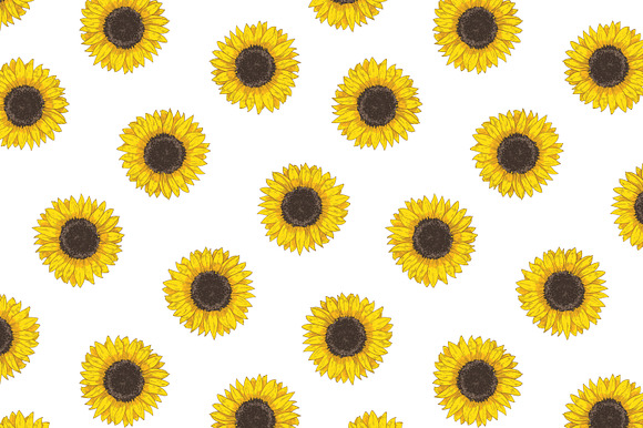 Sunflower set and seamless in Illustrations - product preview 8