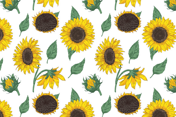 Sunflower set and seamless in Illustrations - product preview 9
