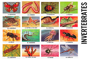 Retro Invertebrates School Clipart