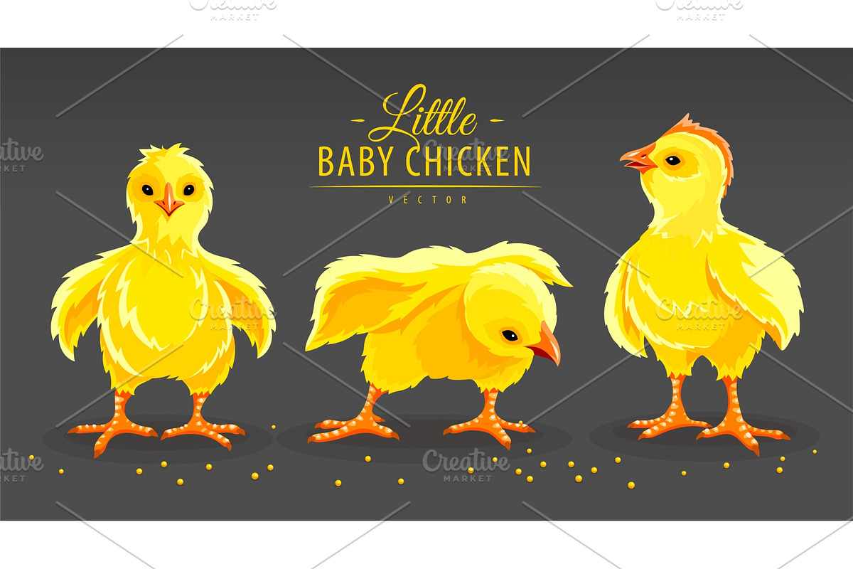 Hen chicken. Newborn little. Vector. in Illustrations - product preview 8
