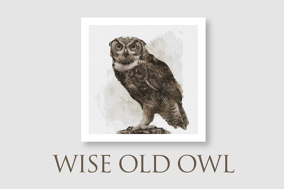 Wise Old Owl Wildlife Illustration