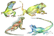 4 iguanas watercolor png