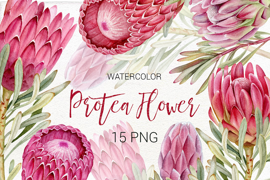 Watercolor Protea clip art.