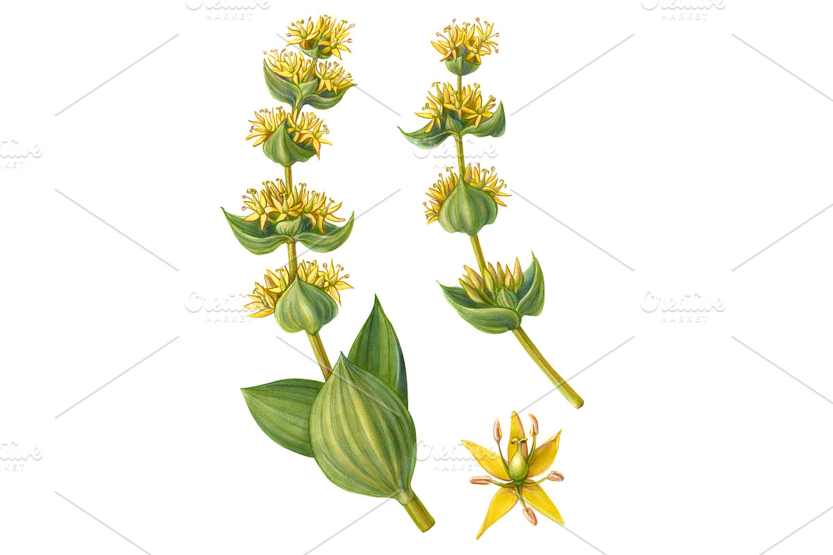 Yellow Gentian Pencil Drawing in Illustrations - product preview 8