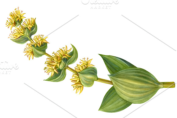 Yellow Gentian Pencil Drawing in Illustrations - product preview 1