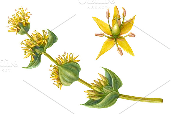 Yellow Gentian Pencil Drawing in Illustrations - product preview 2