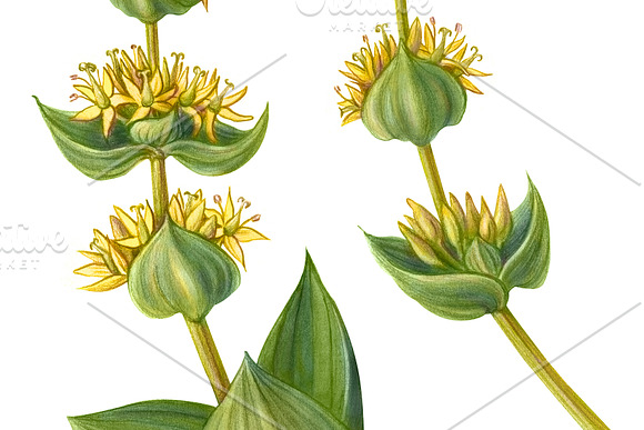 Yellow Gentian Pencil Drawing in Illustrations - product preview 3