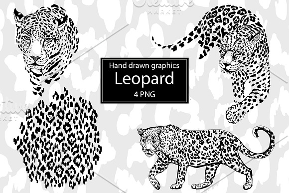 Graphic Leopard.Pattern Leopard Skin in Illustrations - product preview 1