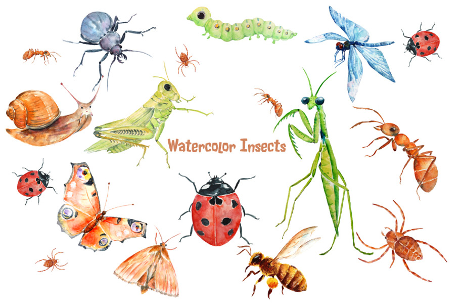 Watercolor Insects and Spider