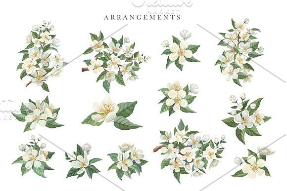 White Blossom Collection in Illustrations - product preview 2