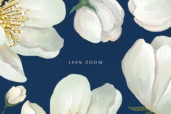 White Blossom Collection in Illustrations - product preview 3