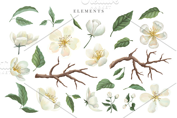 White Blossom Collection in Illustrations - product preview 4