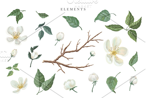 White Blossom Collection in Illustrations - product preview 5