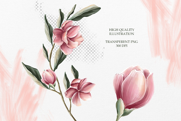 Magnolia bloom Collection in Illustrations - product preview 6