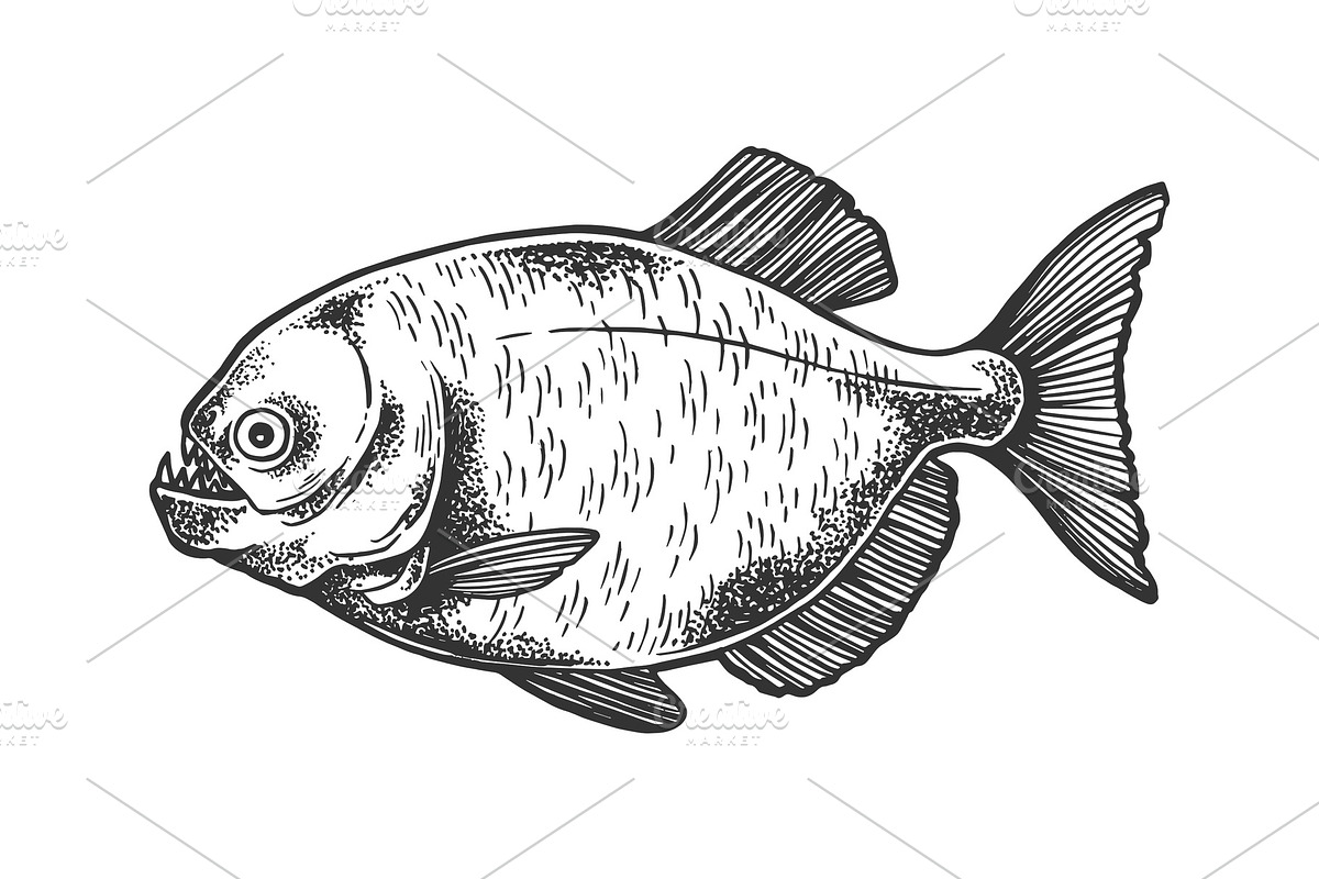 Piranha fish sketch engraving vector in Illustrations - product preview 8