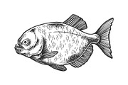 Piranha fish sketch engraving vector
