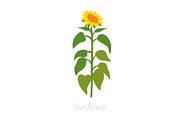 Sunflower plant. Helianthus annuus