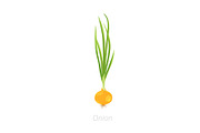 Onion plants. Bulbs harvest. Allium