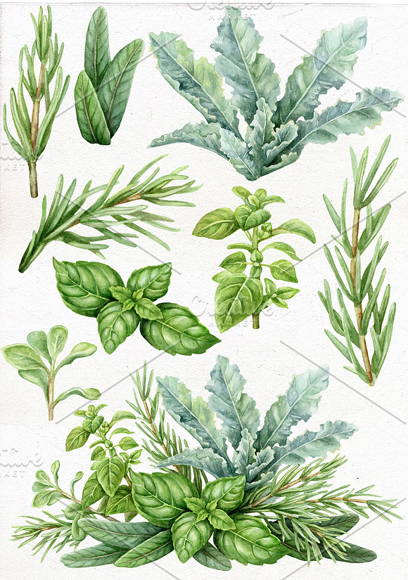 Watercolor kitchen herbs clip art. in Illustrations - product preview 1