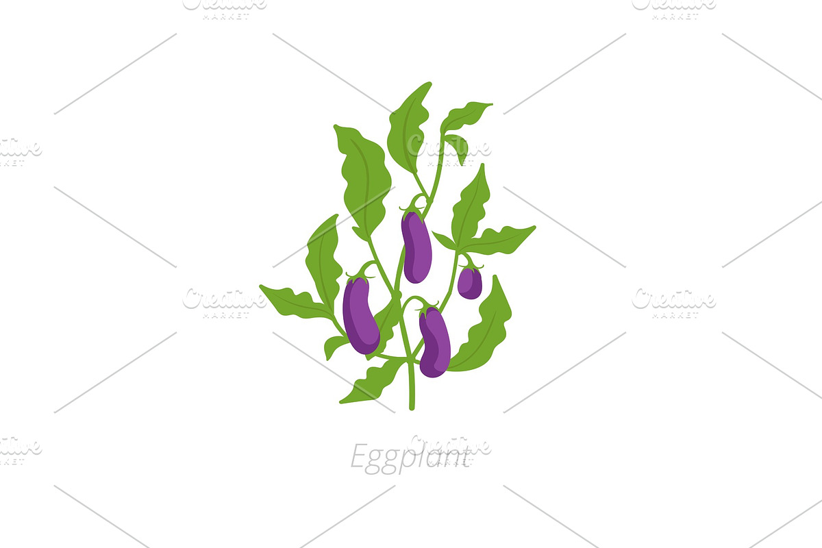 Eggplant plant. Aubergine, brinjal in Illustrations - product preview 8