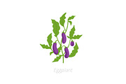 Eggplant plant. Aubergine, brinjal