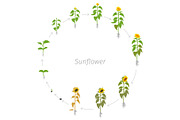 Circular life cycle of Sunflower