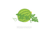 Watermelon plant. Vector