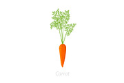 Carrot plant. Daucus carota. Orange