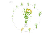 Circular life cycle of rice. Growth