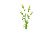 Rye, barley or wheat plant. Vector